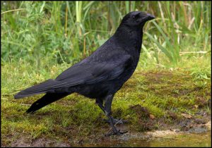 carrion_crow_photographed_from_meadow_hide_-_geograph-org-uk_-_1599548