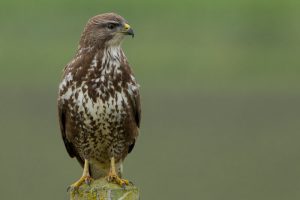 buizerd-paal